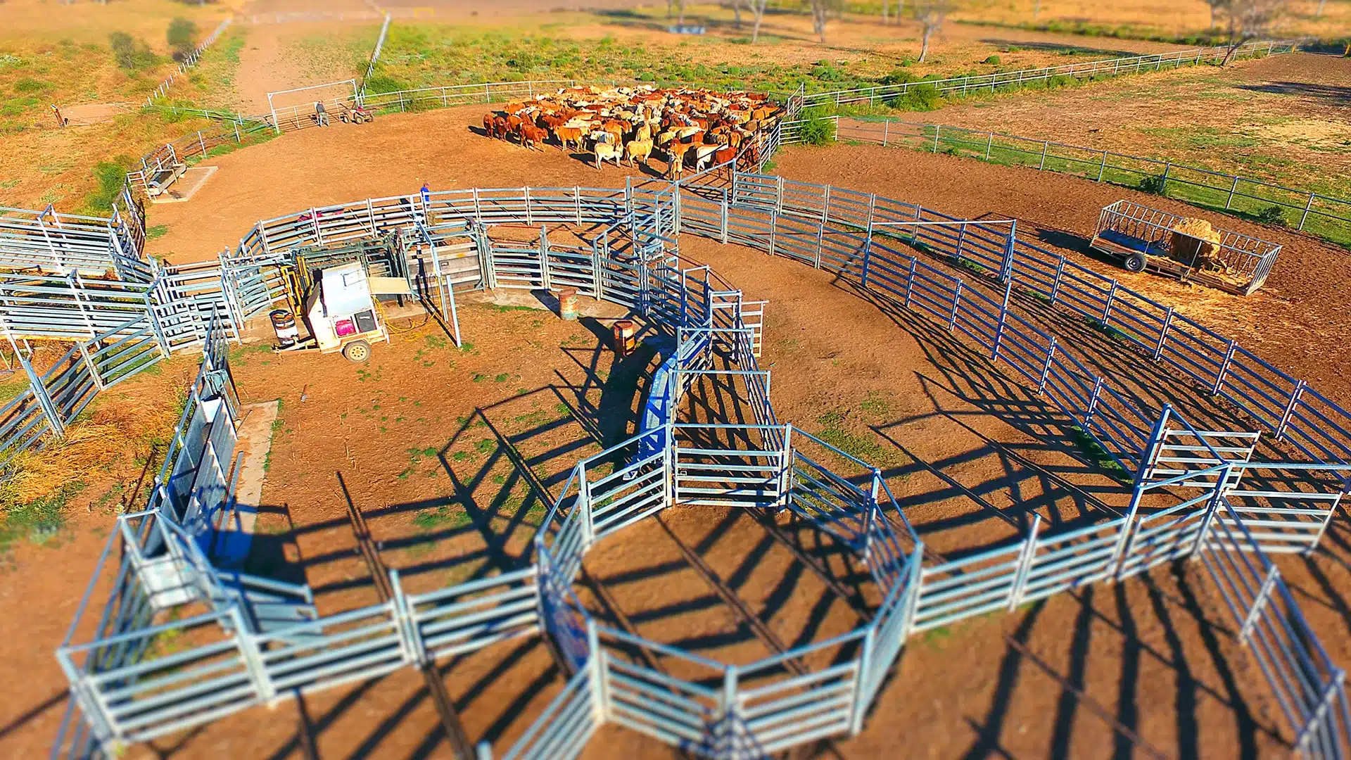 cattle panel yard designs | sheep panel yard | horse round yard